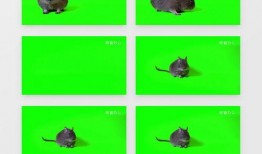 最新老鼠爆料视频播放下载,最新老鼠爆料视频播放下载全解析