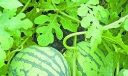 武汉爆料最新吃瓜,吃瓜群众揭秘幕后真相