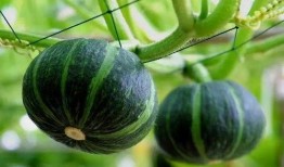 网红刘二萌吃瓜图片高清,高清美图曝光！