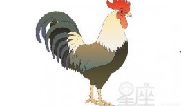 属鸡的女人 在线观看