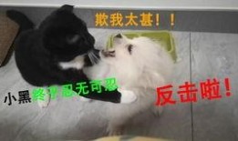 我爱喵星人爆料视频,揭秘猫咪世界的秘密生活