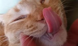 我爱喵星人爆料视频,揭秘猫咪世界的秘密生活