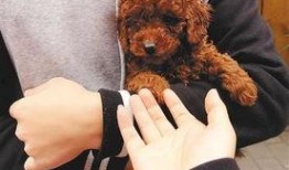 圈内泰迪爆料图片,揭秘明星私照背后的故事