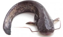 北极鲶鱼最新爆料视频,揭秘事件背后惊人内幕