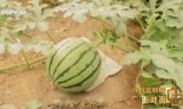 新疆网红吃瓜事件真相,真相与误解的交织