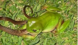 网红青蛙吃瓜视频,揭秘网络红人的幕后生活