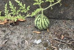 网红吃瓜视频怎么找的