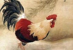 属鸡的女人 在线观看