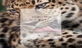 九首歌在线观看视频