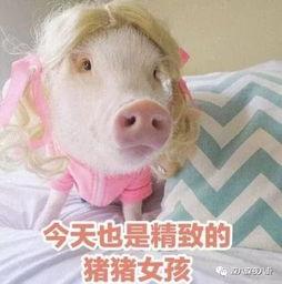 肥猪猪的日常娱乐吃瓜酱,娱乐酱的趣味生活点滴